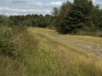 NL, Noord-Brabant, Bladel, Neterselsche Heide 14, Saxifraga-Jan van der Straaten